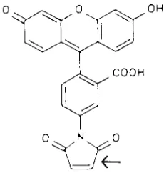 FIG. 1. Structure of FM. The reactive maleimide moiety is indicated by thearrow.