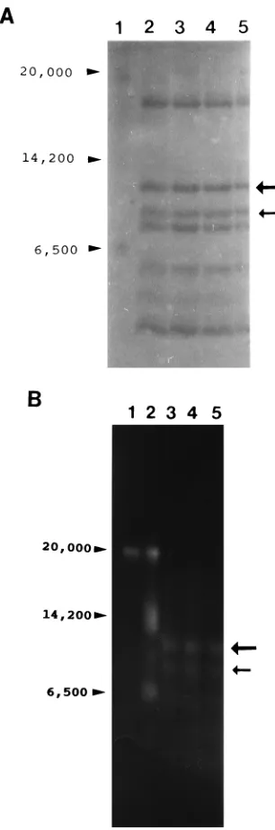 FIG. 7. (A) Replicate lanes (2 to 5) of a gel separating CNBr cleavageproducts of ICP8