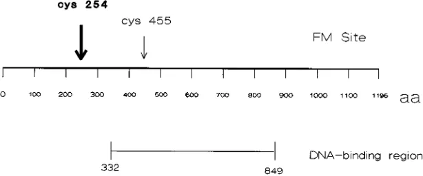 FIG. 8. Schematic diagram showing the location of the major site of labeling of ICP8 by FM in relation to the DNA-binding region identiﬁed in previous studies.aa, amino acids.