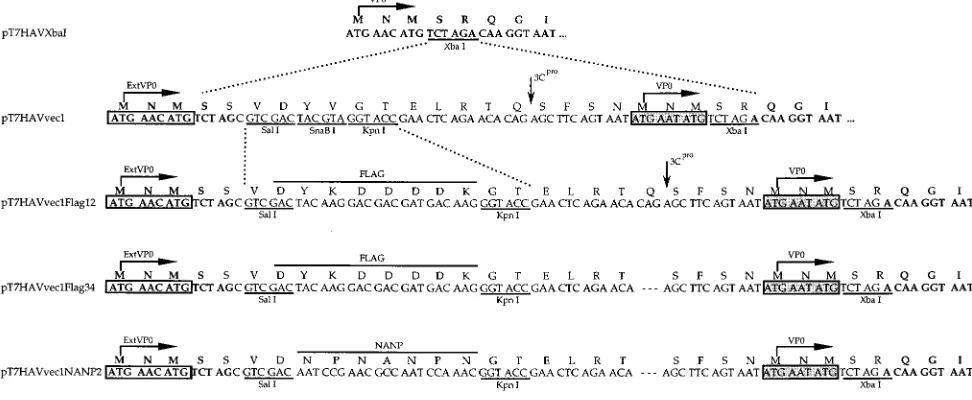 FIG. 1. Nucleotide and amino acid sequences of constructs containing insertions in the unique Xbaof the Gln residue required for the 3Cfor the DYKDDDDK FLAG peptide were inserted into thepT7HAVvec1Flag34 was replaced with synthetic oligonucleotides coding 