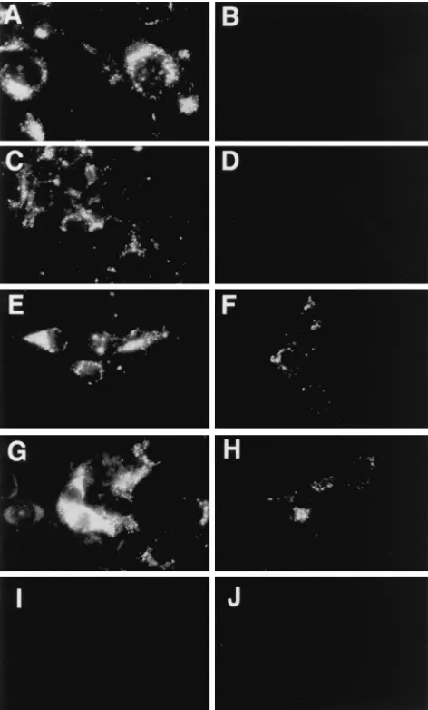 FIG. 2. IF analysis of HAV-infected cells. Monolayers of FRhK-4 cells grownin eight-well slides were infected with HAV HM175 (A and B), HAVvec1 (C and