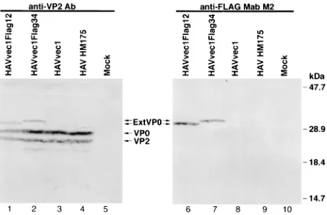 FIG. 3. Western blot analysis of cell extracts of HAV-infected cells. Cyto-plasmic extracts of HAVvec1Flag12-infected (lanes 1, 6, and 11), HAVvec1