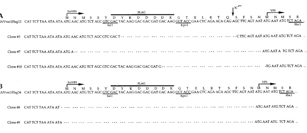 FIG. 5. Nucleotide sequence alignment of the N termini of the polyproteins of cloned viruses