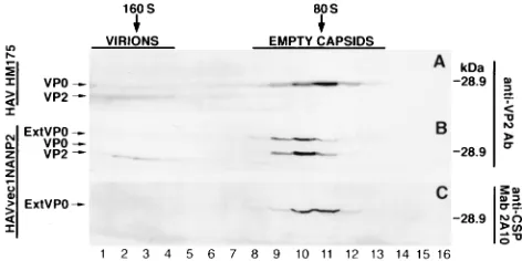 FIG. 6. Western blot analysis of the HAV-mediated expression of the CSPepitope. Cytoplasmic extracts of HAVvec1NANP2-infected (lanes 1 and 4),