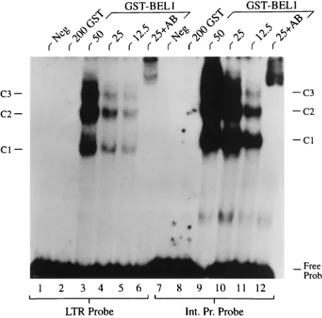 FIG. 1. Bel-1 binds to target DNA sites located in both the LTR and internalpromoters of HFV
