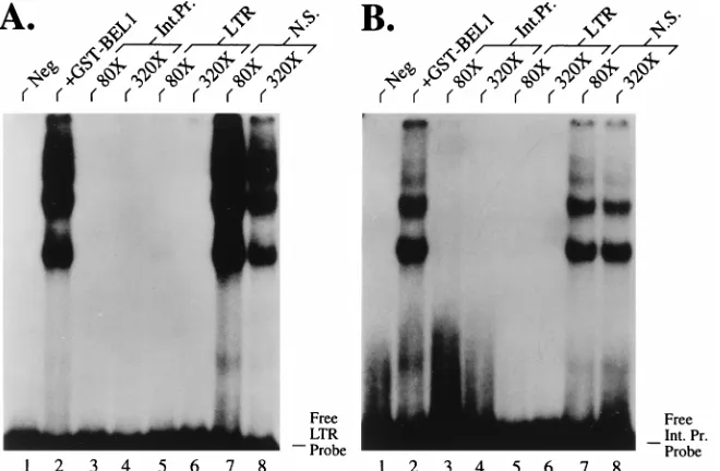 FIG. 2. DNA binding by HFV Bel-1 is speciﬁc. The direct interaction of GST–Bel-1 (25 ng) with an HFV LTR (A) or internal promoter (Int
