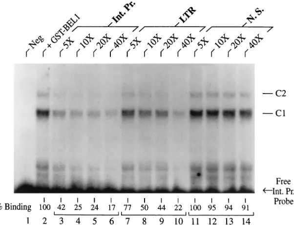FIG. 3. Bel-1 binds the internal promoter DNA target more effectively than the LTR DNA target