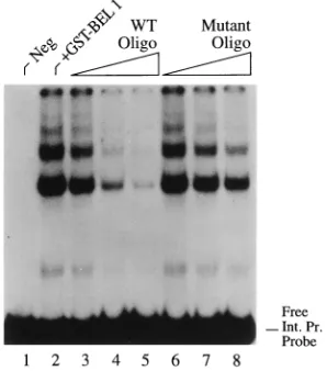 FIG. 6. A 25-bp internal promoter sequence competes for speciﬁc Bel-1DNA binding. A double-stranded, synthetic oligonucleotide consisting of the