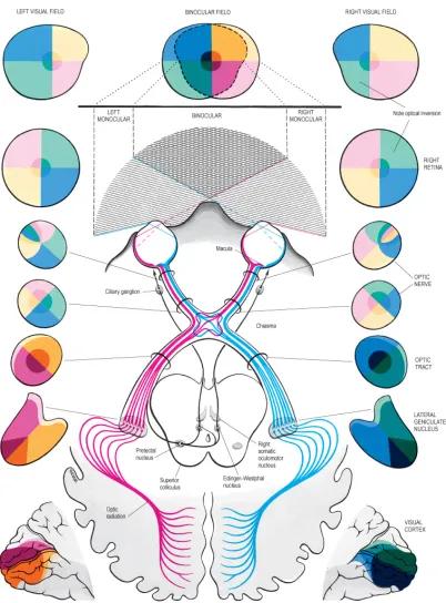 Figure 2.3:Depiction of the human visual pathway
