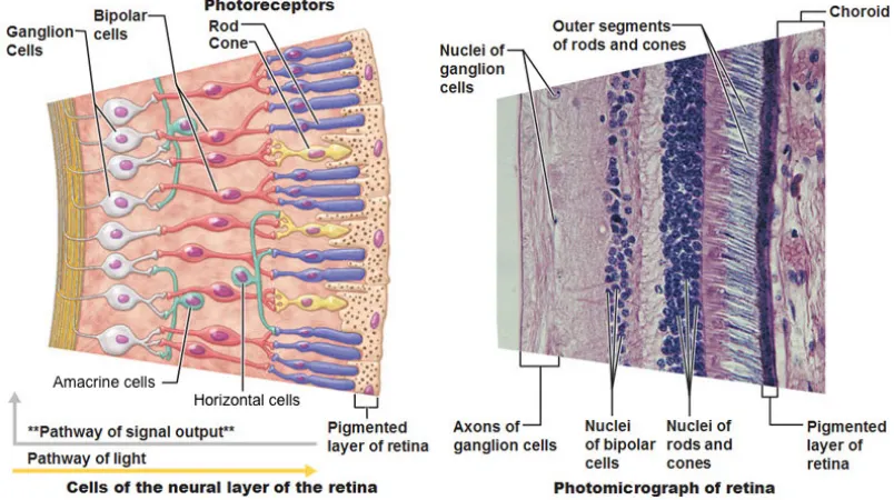 Figure 2.6:Retinal layers: Schematic diagram and micrograph
