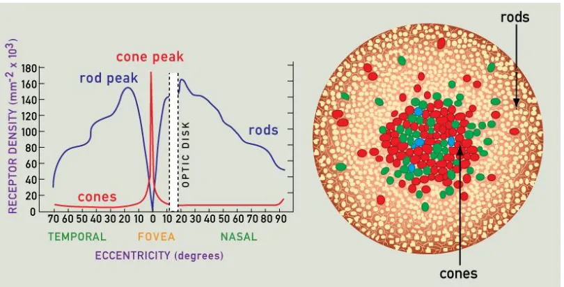 Figure 2.7:Representative photoreceptor mosaic and density variation by eccentricity