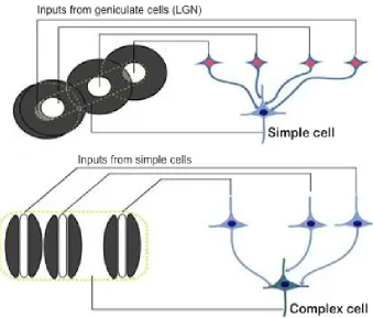 Figure 2.8:Receptive ﬁeld formation in V1 neurons
