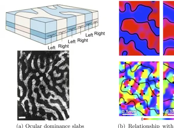 Figure 2.10:Ocular dominance slabs and their relationship with orientation columns