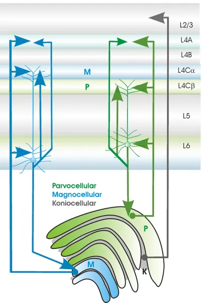 Figure 2.11:Connections from LGN terminating in diﬀerent V1 layers [146]