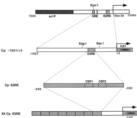 FIG. 1. Structure of Cp reporter constructions. A schematic illustration ofthe EBV genomic region containing the Cp and upstream sequences is shown at
