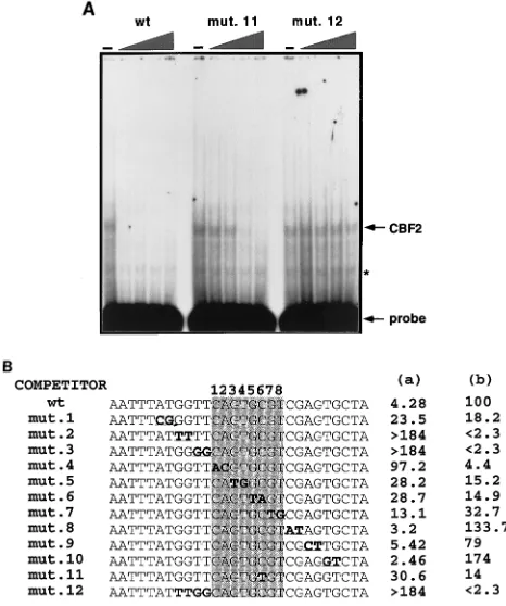 FIG. 3. Mutagenesis analysis of the conserved 8-bp sequence in the Cp andidentiﬁcation of residues crucial for CBF2 binding