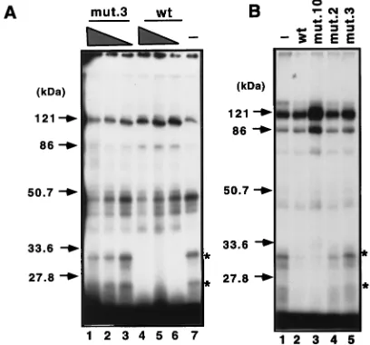 TABLE 1. Summary of levels of transactivationof the wild-type and mutant Cps