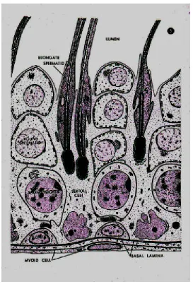 Figure 7:  The physical relationship of the Sertolli cell and developing cells.  (Figure byDr