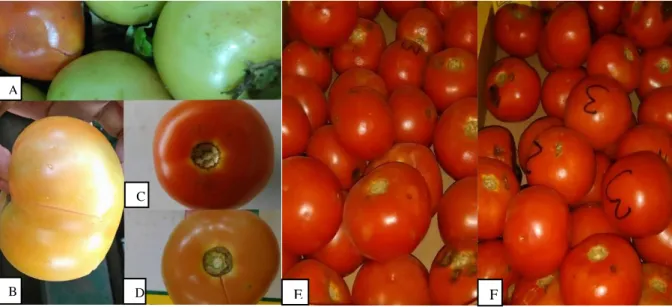 Figure 3.6  Typical  images  of  tomato  products  depicting  damage  at  the  bottom  of  bins  (A),  flattening (C)  and cracking (D) of samples transported in bins, as well as side cuts  of samples transported in lugs (B)