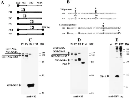 FIG. 1. Western blot analysis of proteolytic processing of the NS2B-NS4A polyprotein expressed by recombinant baculoviruses