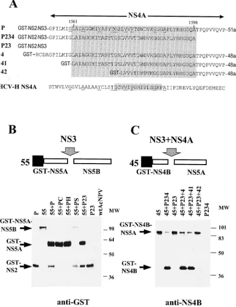 FIG. 2. Analysis of cleavage at the NS4B/NS5A and NS5A/NS5B sites. (A)Schematic representation of the recombinant baculovirus constructs