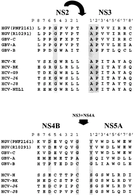 FIG. 3. Alignment of the HCV, HGV, GBV-A, and GBV-B sequences at theNS2B/NS3 and NS4B/NS5A junctions