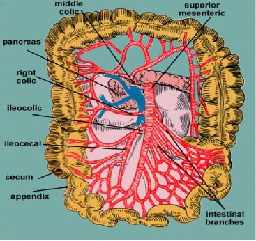 Fig 1  Superior mesenteric artery and its branches 