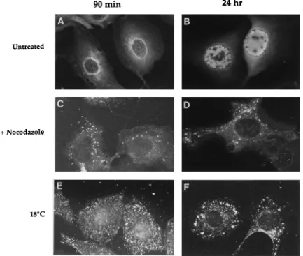 FIG. 1. Immunoﬂuorescence of CPV-infected cells in the presence and absence of factors blocking endocytic transport