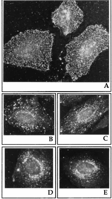 FIG. 2. Reversibility of low-temperature block. Immunoﬂuorescence ofCPV-infected cells in the presence of the temperature block (18°C) (A) and 15