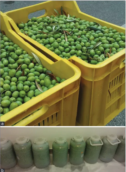 Fig 1. (a) Carolea olives before the treatments, (b) Carolea olives during the brining process.