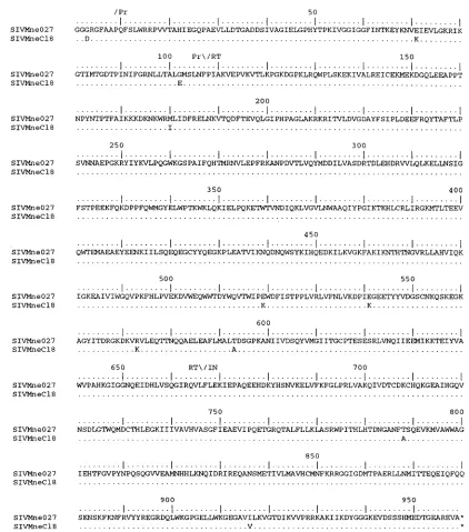 FIG. 6. Comparison of the predicted amino acid sequences of Pol from SIVMne027 and SIVMneCl8