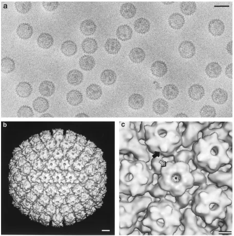 FIG. 5. (a) Cryo-electron micrograph of puriﬁed (All �structure around a penton site. Each hexon has six prominent horns of density around its outer rim (solid arrow), corresponding to six monomers of VP26