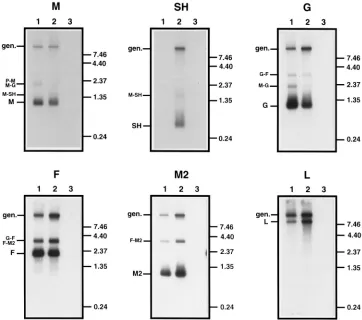 FIG. 4. Northern blot hybridization of RNAs encoded by the D46 wild-type and D46/6368 SH-minus viruses