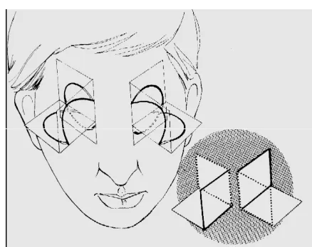 Figure 1: The orientation of the labyrinths in the temporal bone 