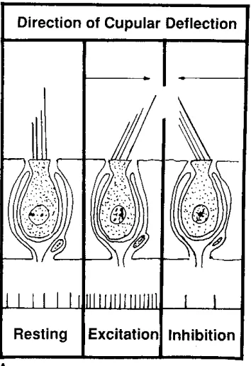 Figure 2: The direction of flow of endolymph in the labyrinth  which                   stimulate the vestibular nerve 