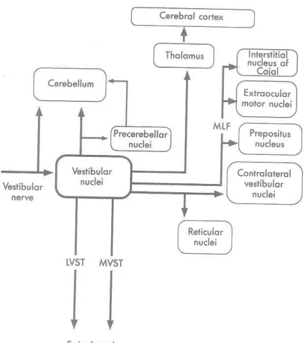 Figure 4: The vestibular organ 