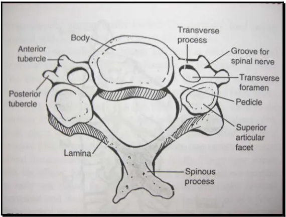 Fig-1: Typical Cervical Vertebra 