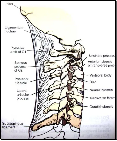 Fig-4: Lateral View 