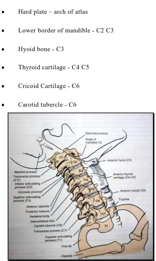 Fig 6: Anatomical Landmarks 