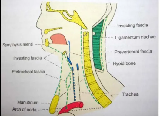 Fig.7 Fascial layers of neck 