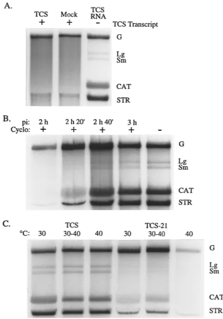 FIG. 5. Possible origins of RNA II. (A) Nonradioactively labeled TCS andmock-infected BHK-21 cells were solubilized with Trizol at 5 hpi