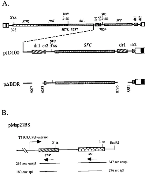 FIG. 1. Schematic representations of the Prague A RSV-proviral constructsand the riboprobe templates