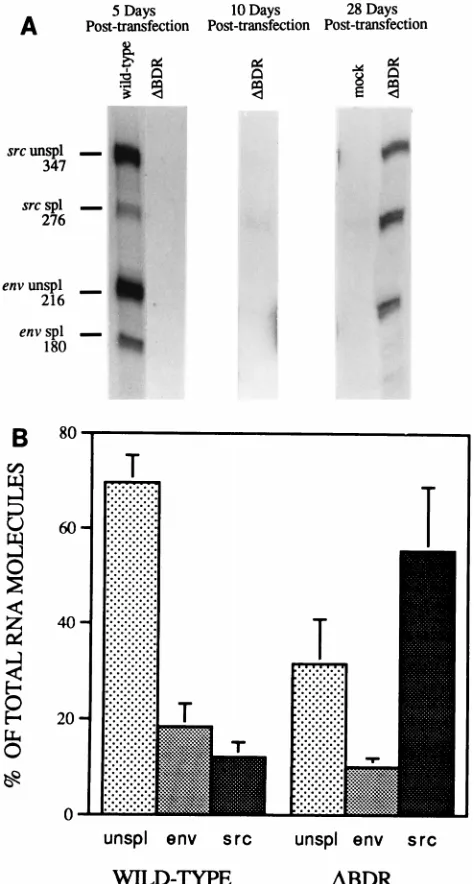FIG. 4. Altered steady-state ratios of viral RNA species in CEF infected withdr1 deletion mutants
