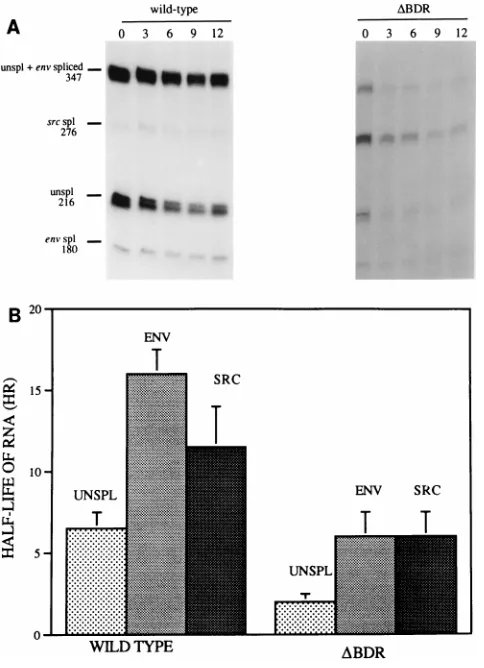FIG. 5. Comparison of stabilities of viral mRNA species in cells infected withwild-type RSV and dr1 deletion mutant RSV constructs