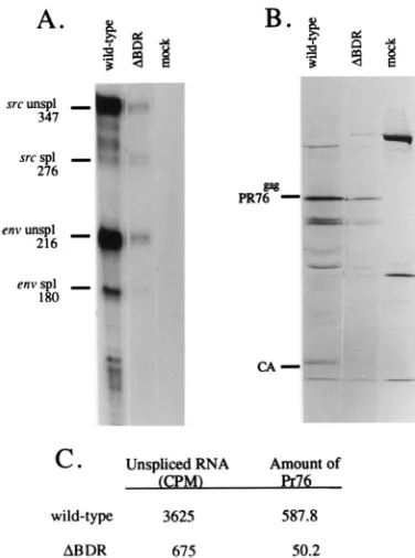 FIG. 7. Comparison of unspliced RNA and synthesis of Pr76gagfor each infection was split into two parallel 100-mm-diameter plates, which weredetermined by scanning densitometry of the gel in panel B