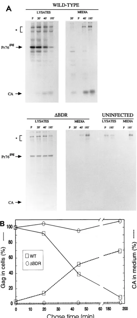 FIG. 8. Pulse-chase analysis of viral proteins in dr1 deletion mutant- andwild-type-infected cells