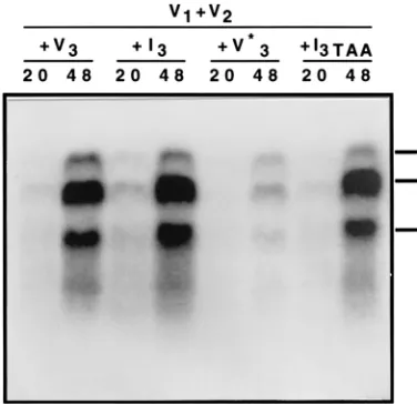 TABLE 1. Competition of different TAV RNAsin tobacco protoplasts