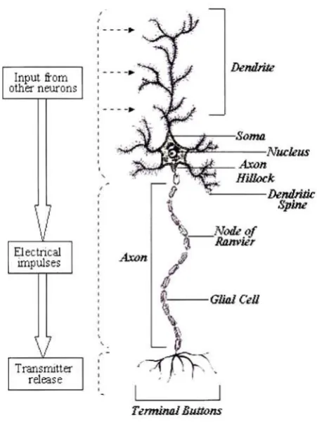 Figure 2.3: Projection neuron showing information flow. Used with permission [27].