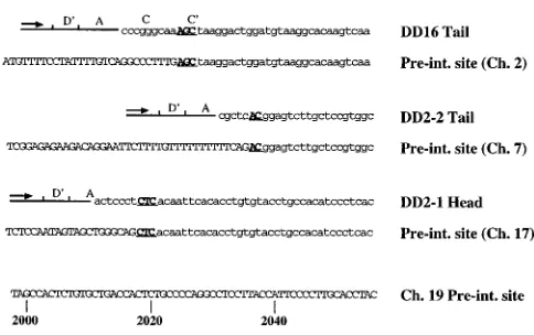 FIG. 7. DNA sequences of the vector-cell junctions for three independentprovirus clones and their respective chromosomal preintegration loci