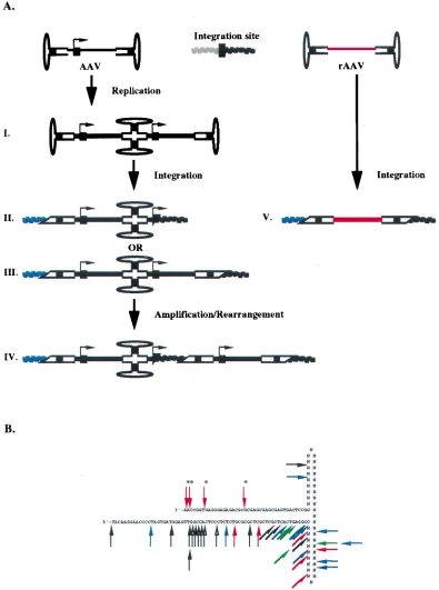 FIG. 9. (A) Scheme outlining the integration of AAV-rAAV. Rep binding sites are indicated by the black boxes on the AAV genome (in the A stem of the ITRor in the P5 promoter, as indicated by the arrow) and at the chromosomal integration site